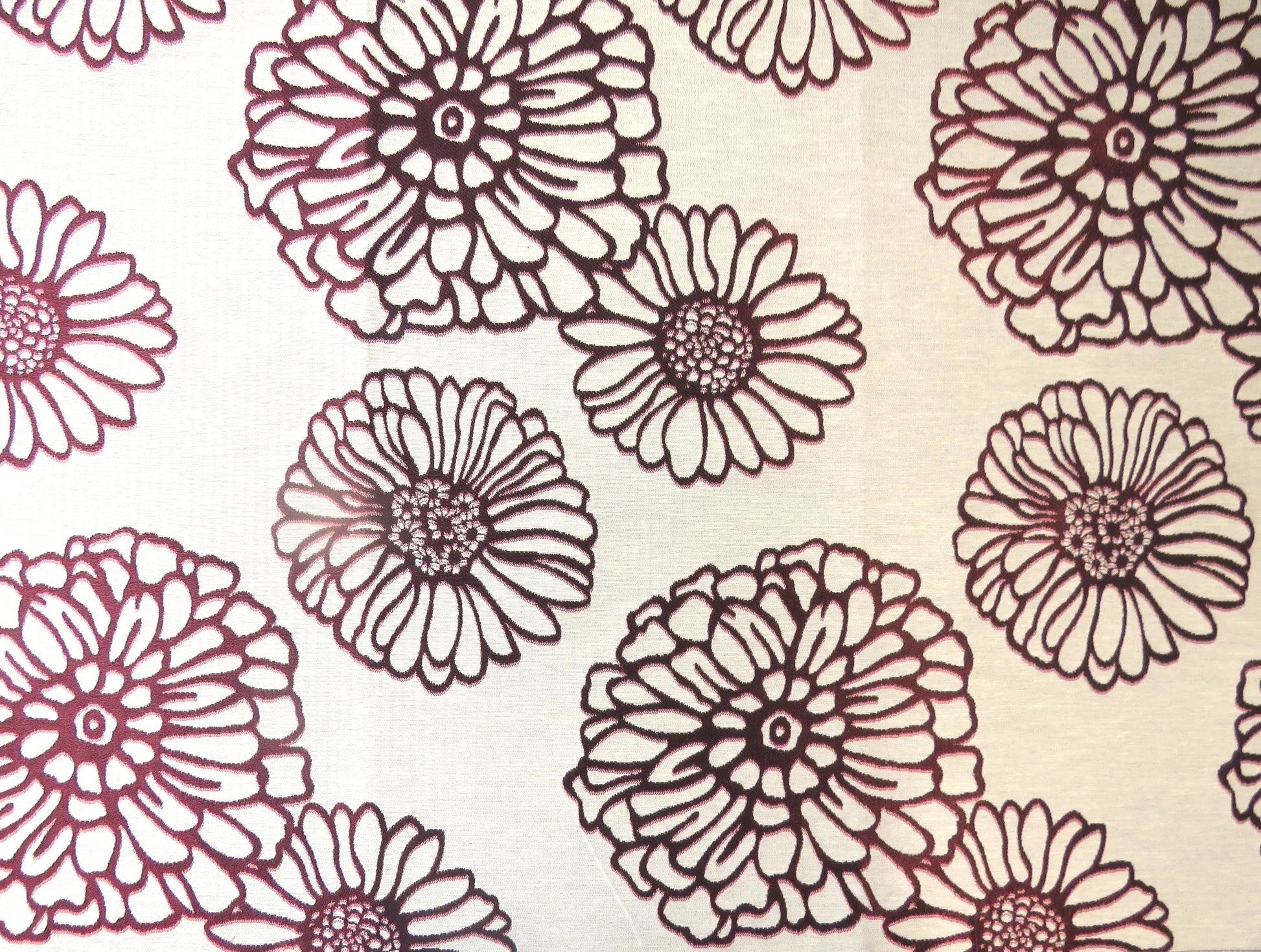 Chrysanthemum Bordeux